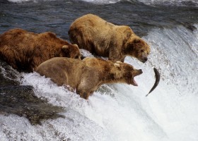 Osos cazando salmones | Recurso educativo 494893