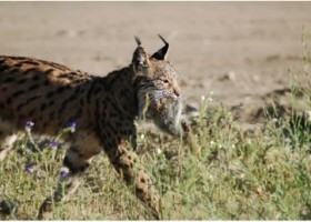 MEDIO NATURAL UN ESPACIO COMPARTIDO: Resultados de la búsqueda de lince | Recurso educativo 494918