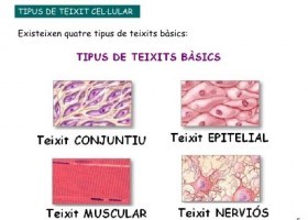 Els teixits del cos humà | Recurso educativo 496171