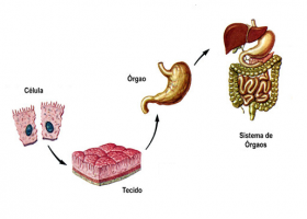 Niveles de organización del cuerpo humano | Recurso educativo 613391