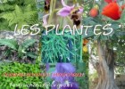 Les plantes | Recurso educativo 679726