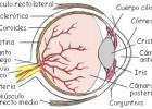 L'ull i la visió | Recurso educativo 680983