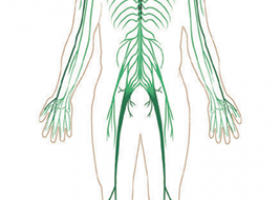 Sistema nerviós humà | Recurso educativo 680992