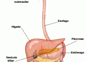 El aparato digestivo | Recurso educativo 688382