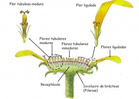 Esquema de una flor de una compuesta | Recurso educativo 724263