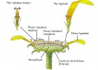 Esquema de una flor de una compuesta | Recurso educativo 724263