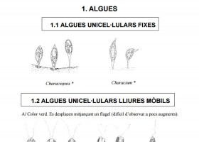 Guia d'identificació de microorganismes d'aigua dolça | Recurso educativo 725999