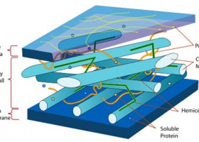 Difference Between Cell Wall and Cell Membrane | Difference Between | Cell | Recurso educativo 729155