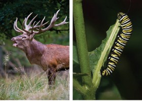 Herbivores, Omnivores, and Carnivores. | Recurso educativo 730210