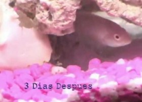 Reproducció dels peixos Cíclids | Recurso educativo 730772