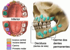 Dentes de leite | Recurso educativo 734772