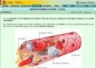 Las células sanguíneas | Recurso educativo 735864