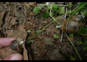 Snails Mating - Helix aspersa Reproduction | Recurso educativo 736985