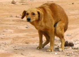 Los perros defecan alineados con el campo magnético terrestre | Recurso educativo 740399