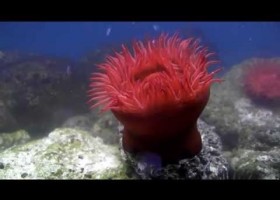 Actinia equina (Tomatiga de mar) | Recurso educativo 740779