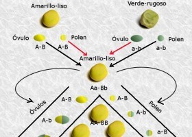 Genetica mendeliana | Recurso educativo 742341