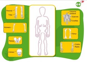 El cuerpo humano | Recurso educativo 723963