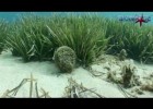 Los peces de la posidonia | Recurso educativo 746291