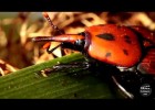 El picudo rojo de las palmeras. Rhynchophorus ferrugineus. Red palm weevil | Recurso educativo 746305