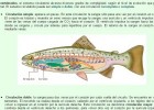 Tipos de circulación en animales | Recurso educativo 752736