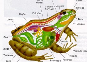 Los aparatos circulatorios. | Recurso educativo 752742