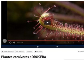 Plantes carnívores : DROSERA | Recurso educativo 754770