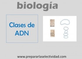 Tipus d'ADN | Recurso educativo 757930