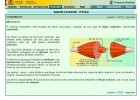 La estructura de los músculos | Recurso educativo 760296