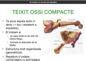 Sistema esquelètic | Recurso educativo 762691