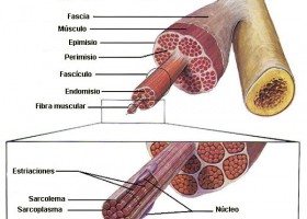 La contracció muscular: conceptes generals i bases anatòmiques | Recurso educativo 762709