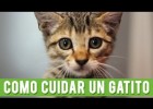 Cómo cuidar un gatito | Recurso educativo 767490