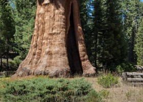 Giant sequoia | Recurso educativo 769093