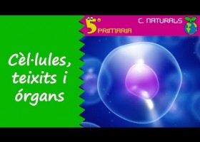 Cèl·lules, teixits i òrgans | Recurso educativo 774231