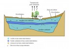 Los acuíferos | Recurso educativo 774832