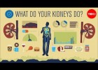 How do your kidneys work? | Recurso educativo 781433