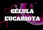 LA CÉLULA EUCARIOTA: RESUMEN | Recurso educativo 784007