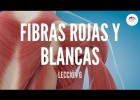 Tipos de fibras musculares | Recurso educativo 759301