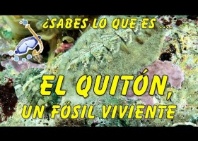 ¿Sabes lo que es un quitón? Unos animales marinos muy primitivos. | Recurso educativo 785006