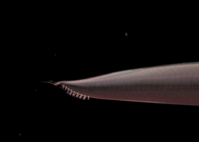 The Burgess Shale | Recurso educativo 788412