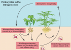 The nitrogen cycle | Recurso educativo 790296