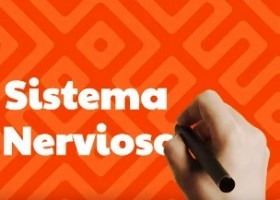 O sistema nervioso para nenos | Recurso educativo 790544